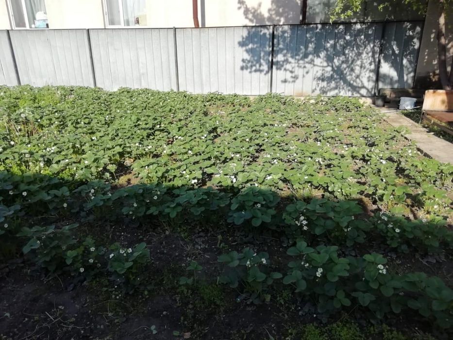 Рассада клубника