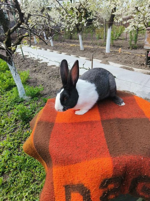 iepuri hycol francez,uriasi german