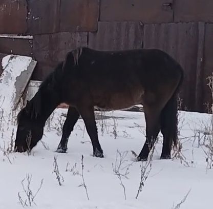 Продам жеребенка 7 мес мальчик