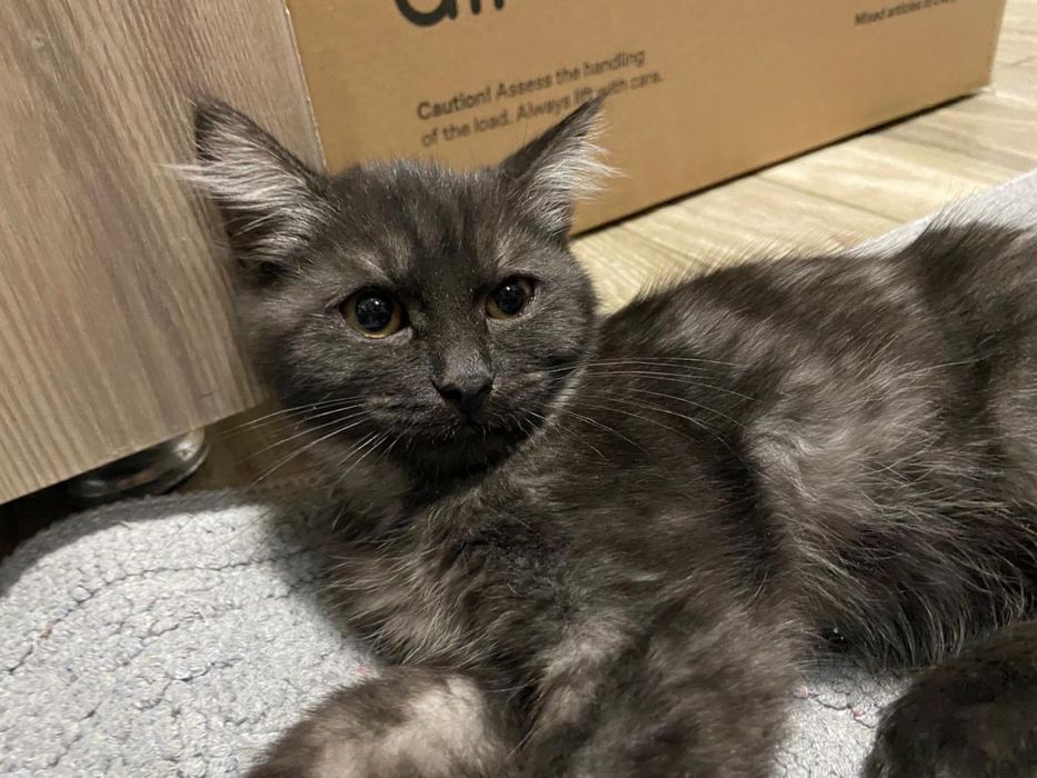 Кошка Котята Мейн Кун