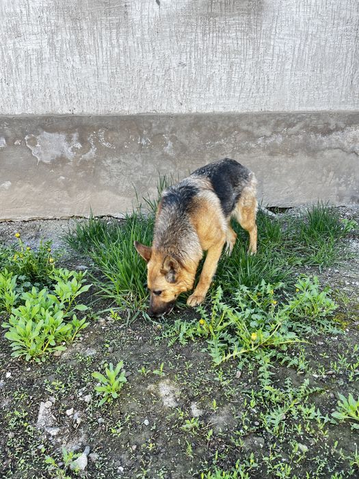 Продам срочно собаку