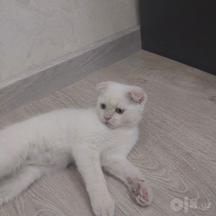 Mushuk sotiladi domashni 1mln yana kelishamjz