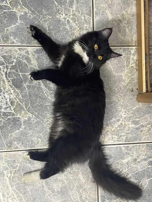 котенок бесплатно