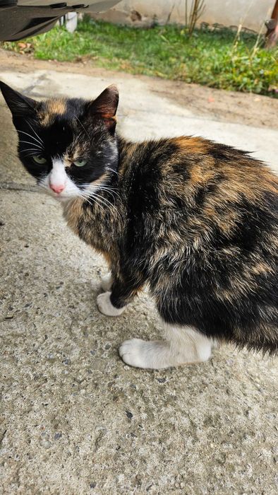 Urgent! Spre adopție pisica!