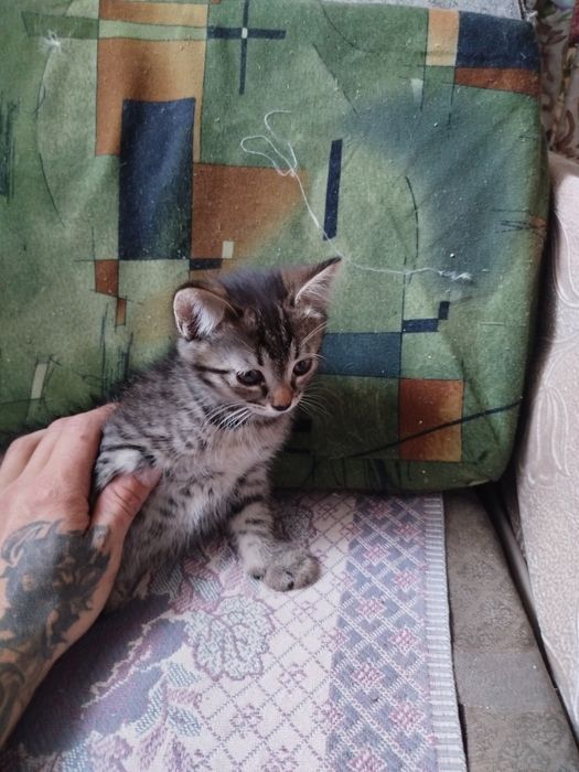 Отдам котят в хорошие руки