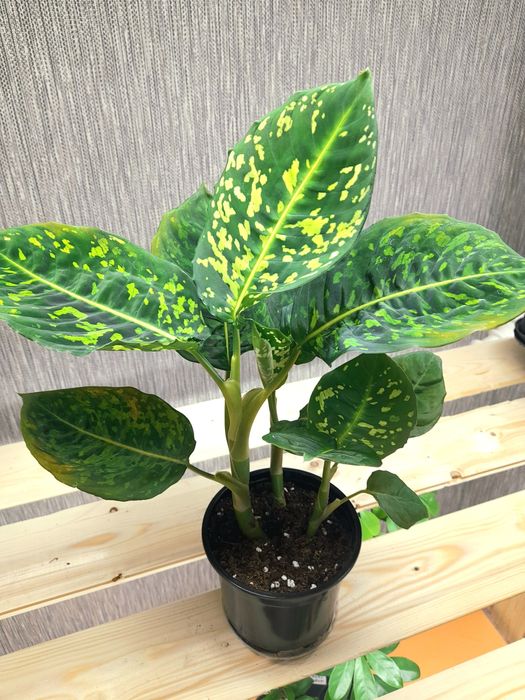 Продам Антуриумы,Диффенбахия Рефлектор