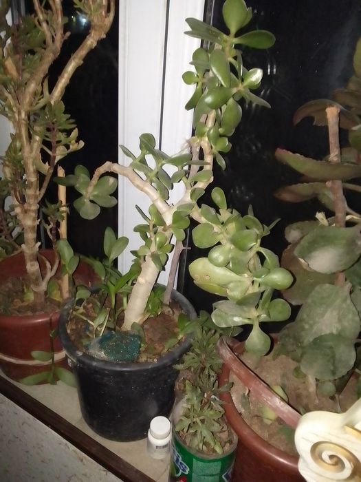 Gullarga qiziqadi ganlar uchun