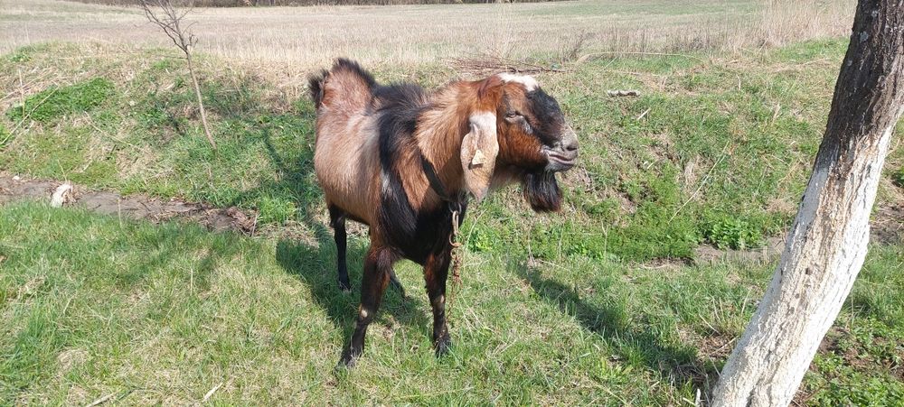 Vând Țap Anglonubian