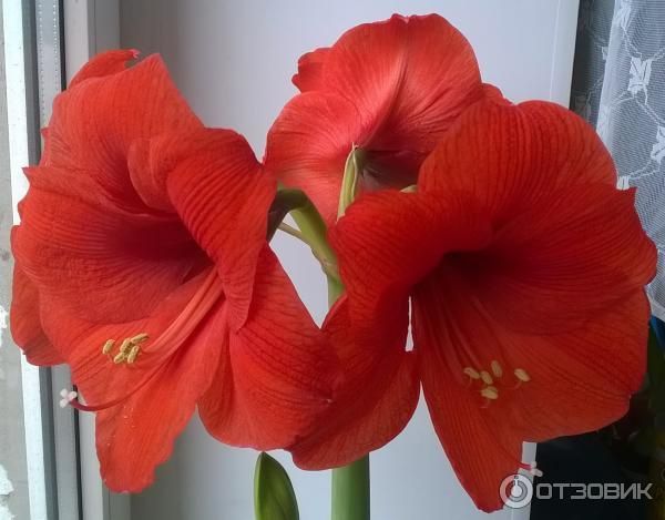 Продам луковицы гиппеаструма.