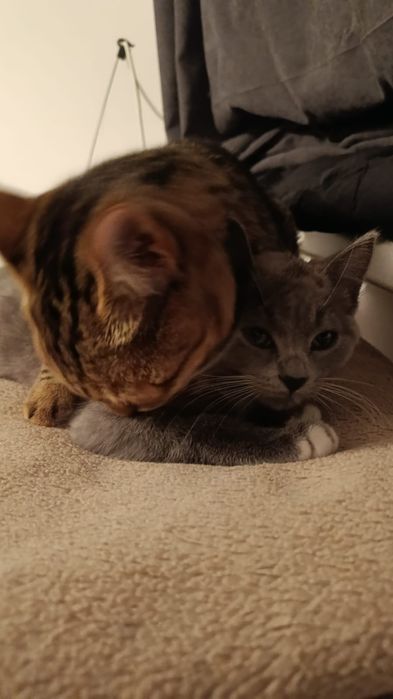 Отдам котёнка бесплатно