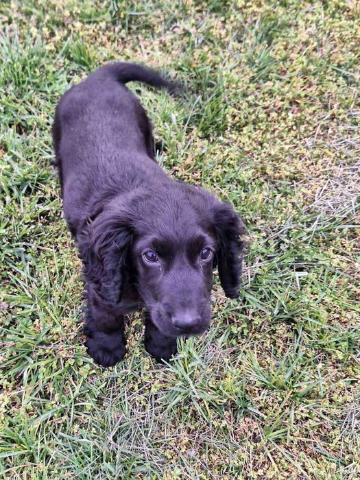 Продава се кокер шпаньол