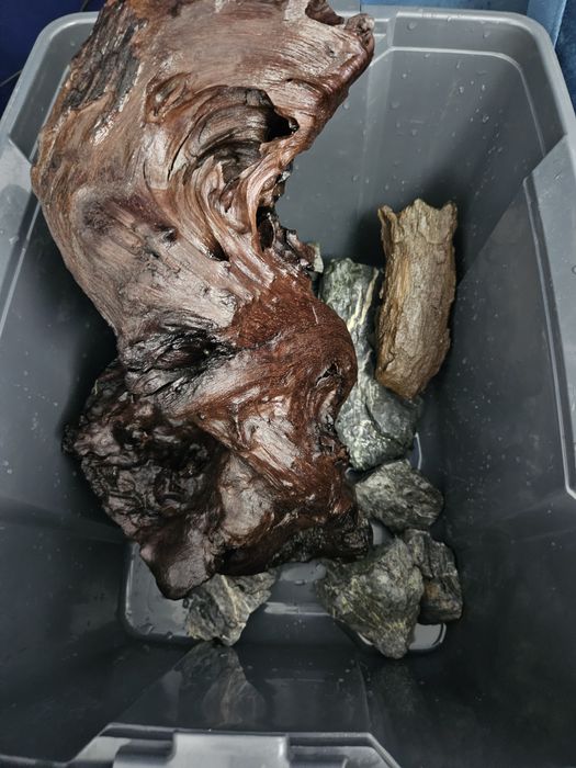 Vand cioata lemn acvariu sau schimb cu diverse acvaristica