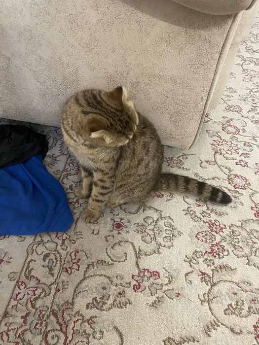 Шотландская вислоухая кошка