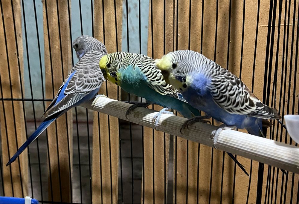 Papugay toʻti валнисти valnisti nerazruchka