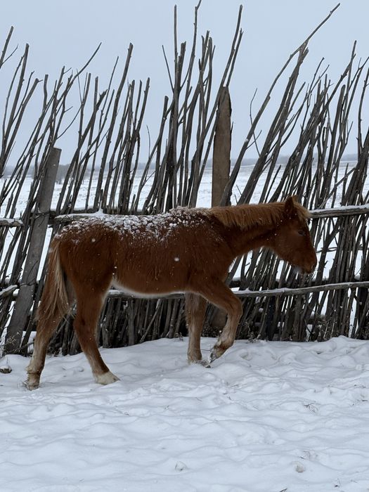Жабағы сатылады еркек