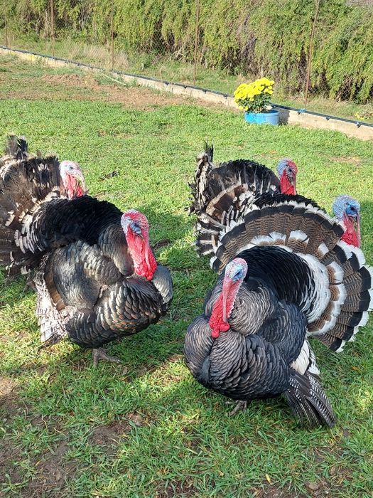 Curci și curcani de vânzare