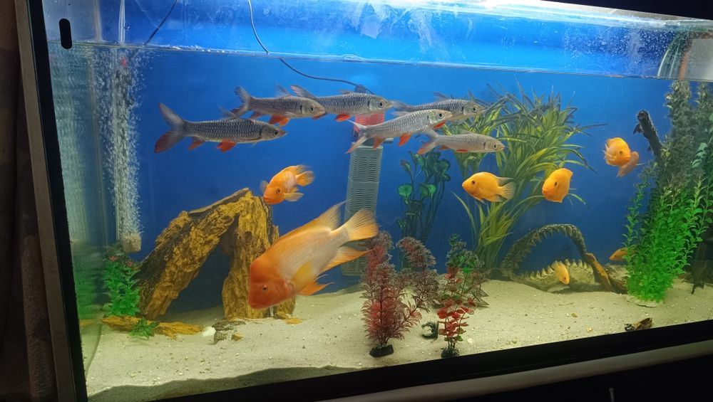 Аквариум 650 литров