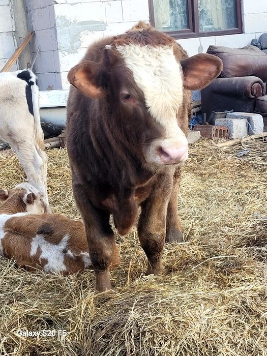 2 taurasi frumoși 7 .8 luni din vaci mari .greutate 350 unu 300