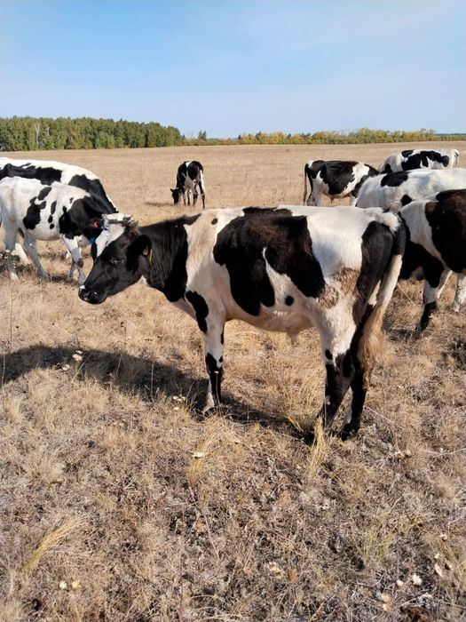 Продам бычков 7-8 месяцев