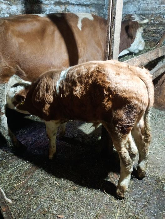 Vând vițel de 3 luni