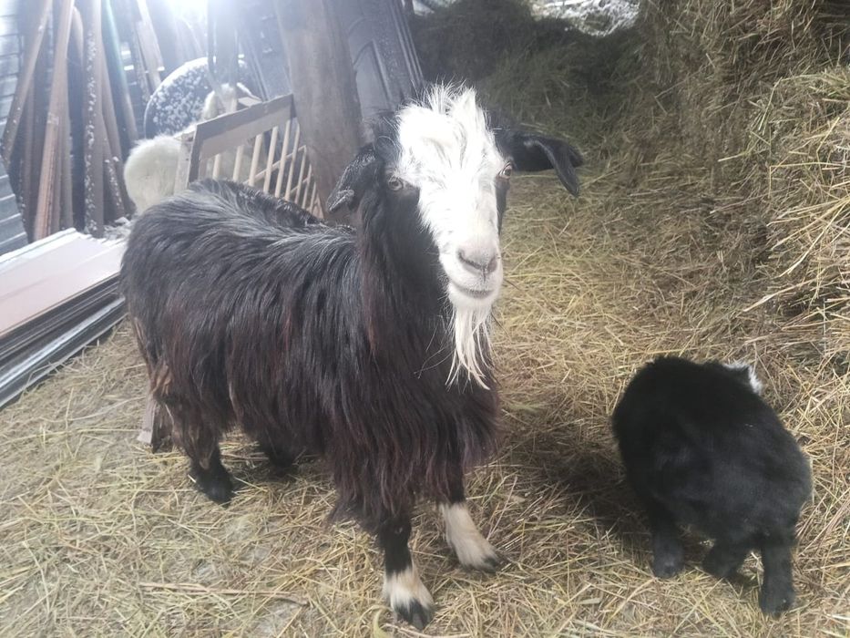 Продаю 4 козлов г