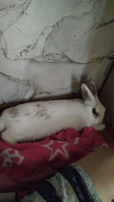 Декоративный кролик с клеткой