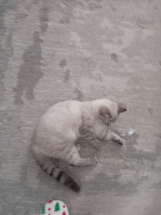 Отдам кошки в хорошие руки