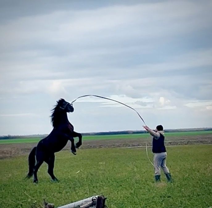 Vand armasar cuminte