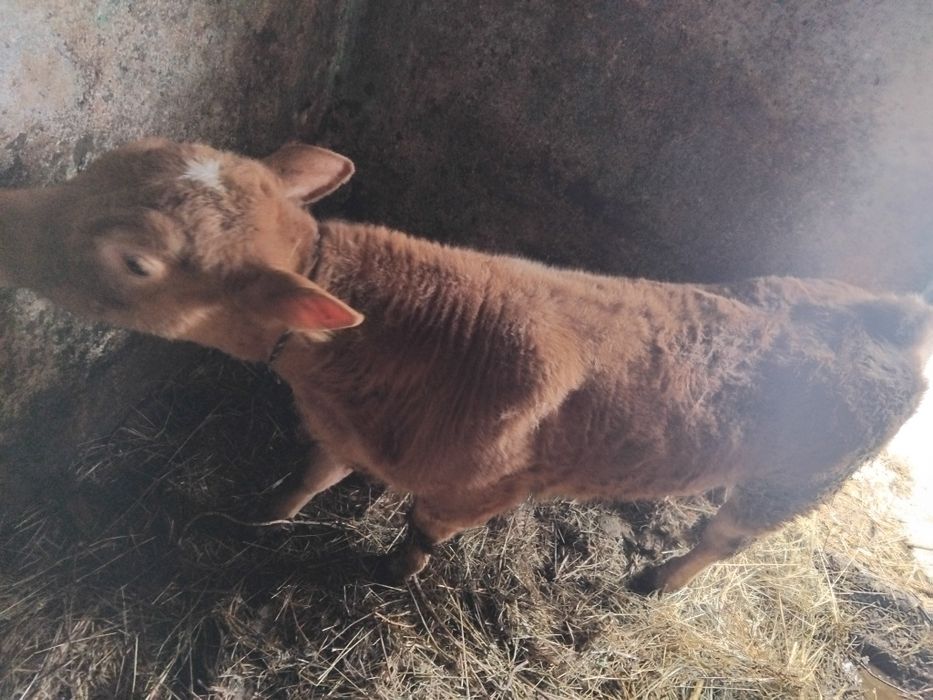Vând vițel de 2 luni