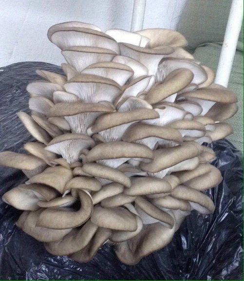 Ежовик гребенчатый Герициум