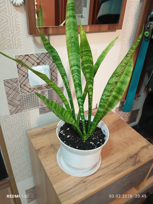 Продам растения комнатные