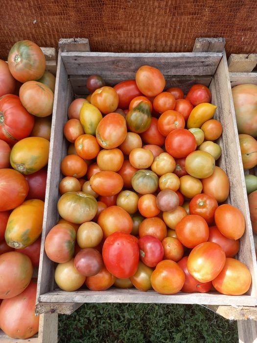 Продам домашние помидоры