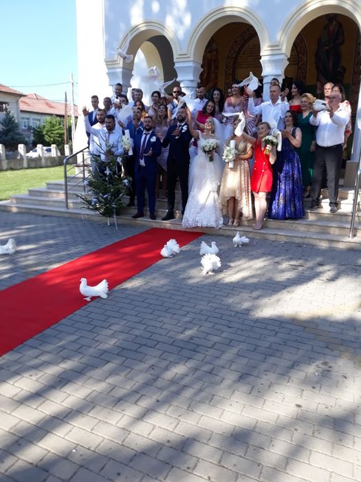 Porumbei pentru momente de vis