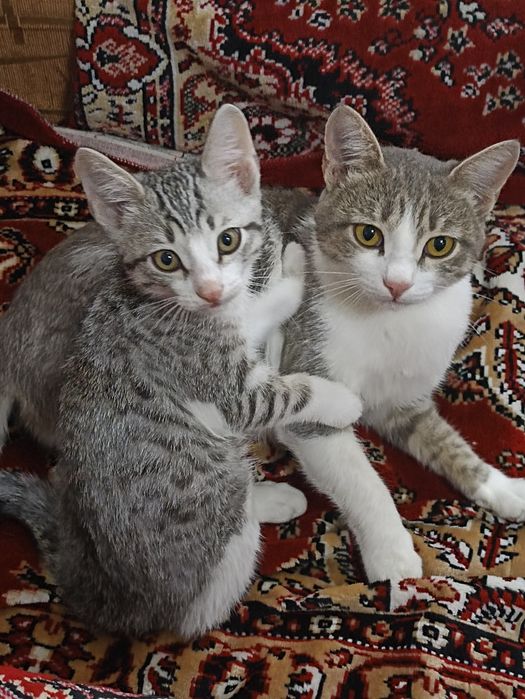 Отдам котёнка, мальчик.