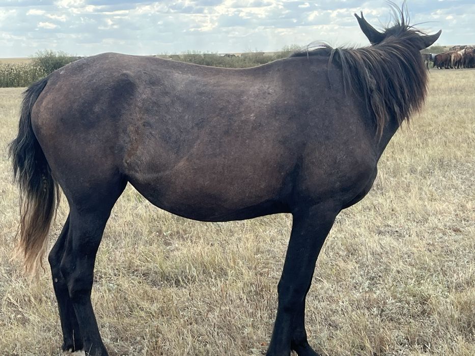 Буаз Байтал срочно сатылады