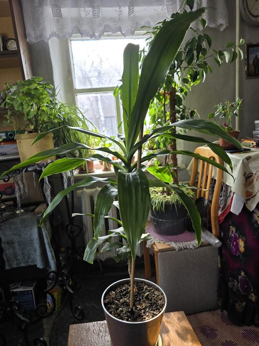 Цветы комнатные, фикус и пр