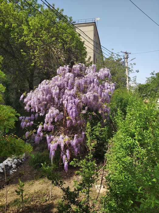 Глициния - прекрасная и душистая лиана