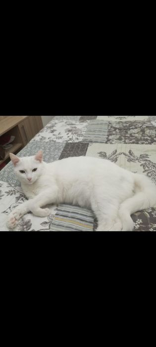 Отдам в хорошие руки кошку