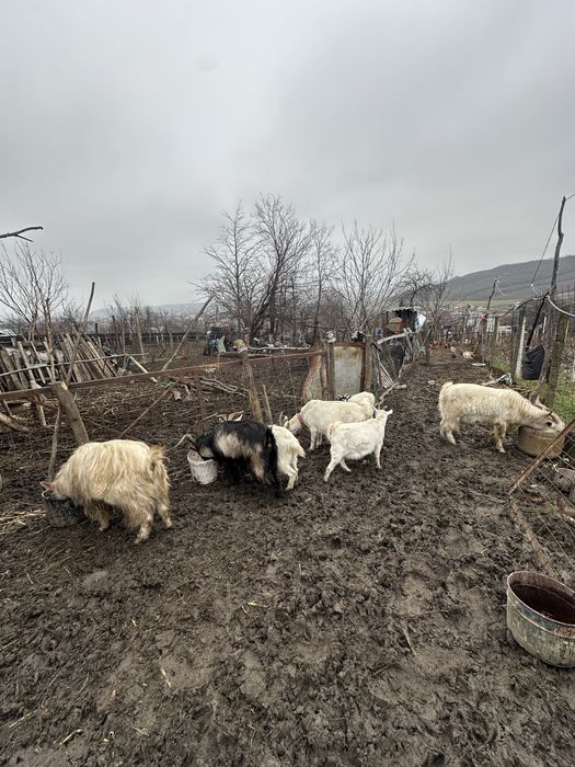 Vând țapii și capre