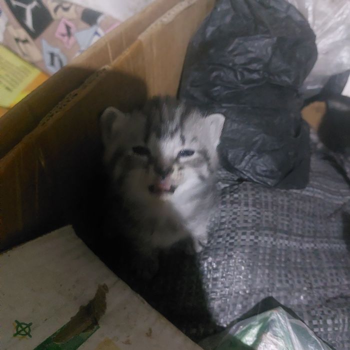 Продам котят маленьких