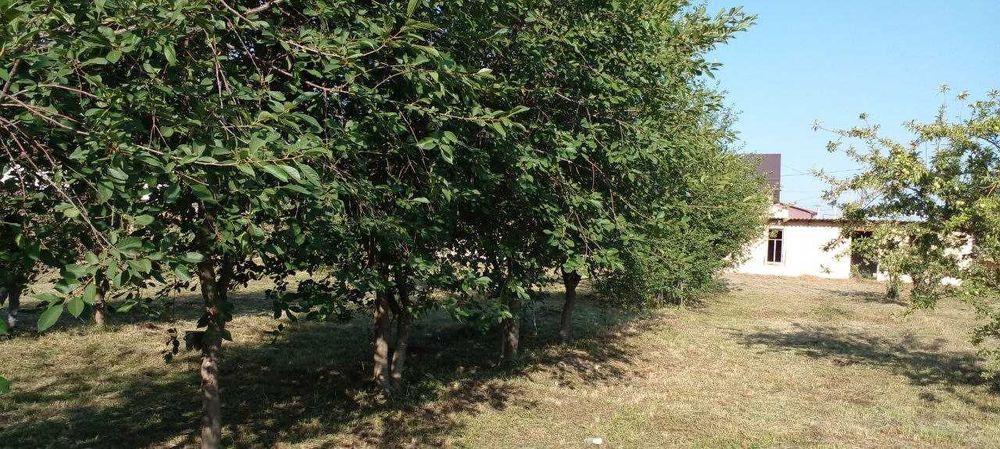 12 sotixli uchastka sotiladi (vremenkasi, meva daraxtlari bor) .