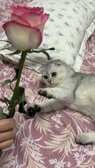 Serebristiy shinshilla