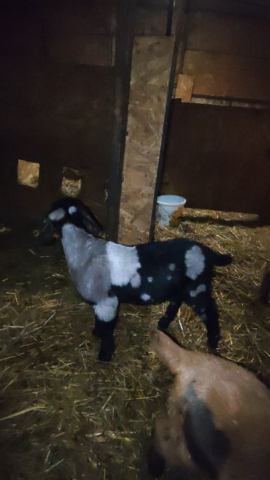 De vanzare țapusori  si ieduțe Anglo Nubieni  cu o genetica foarte bun