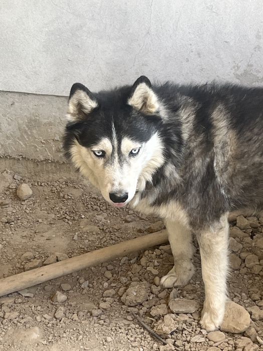 Siberian  Husky