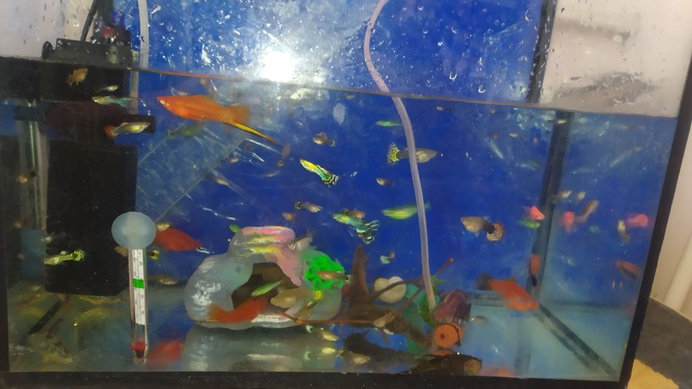 Продам  рыбки Гуппи Данио коридорусы анцитрус самец 10 см