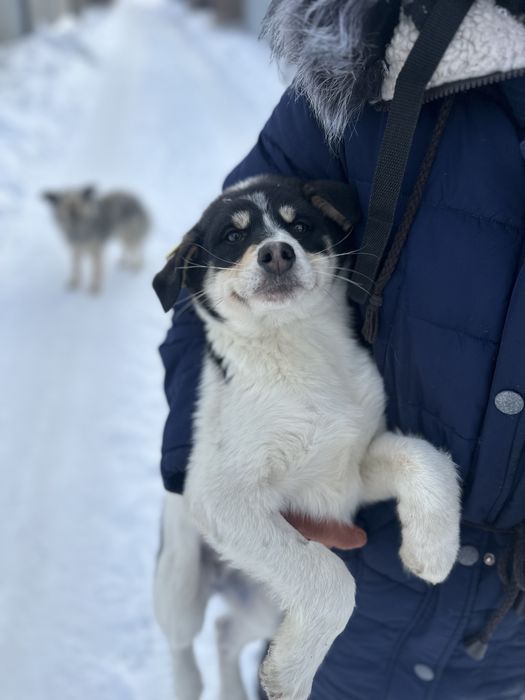 Щенок девочка вакцинированая стерильная