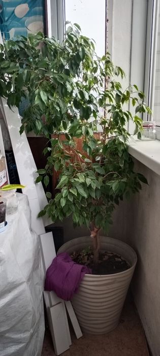 Продам комнатный цветок