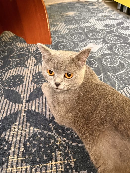 Отдам в добрые руки