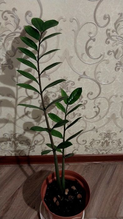 Продам денежный цветок