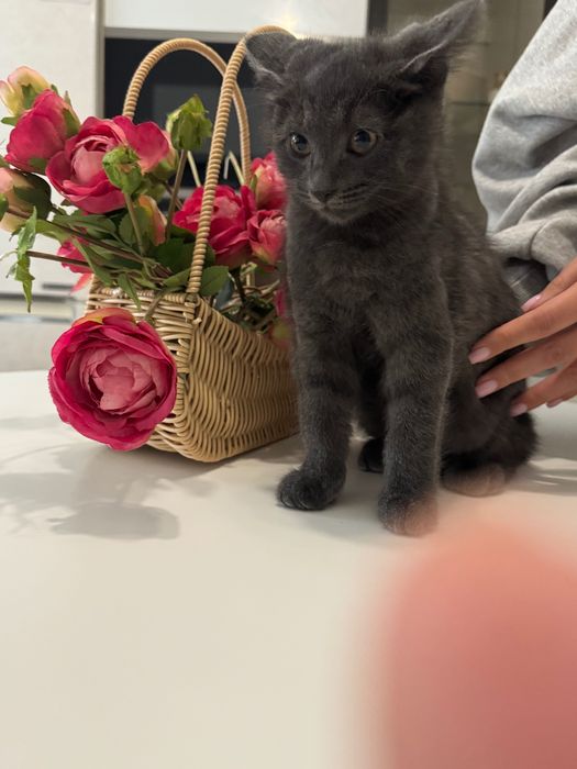 Котята бесплатно